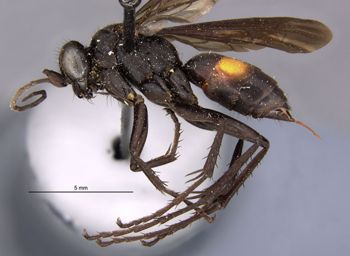 Media type: image;   Entomology 13668 Aspect: habitus lateral view